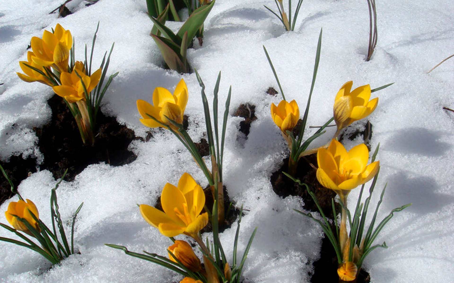 Начало весны открытки красивые. Байчечекей гулу. Весенние цветы. Весенние цветы в снегу.