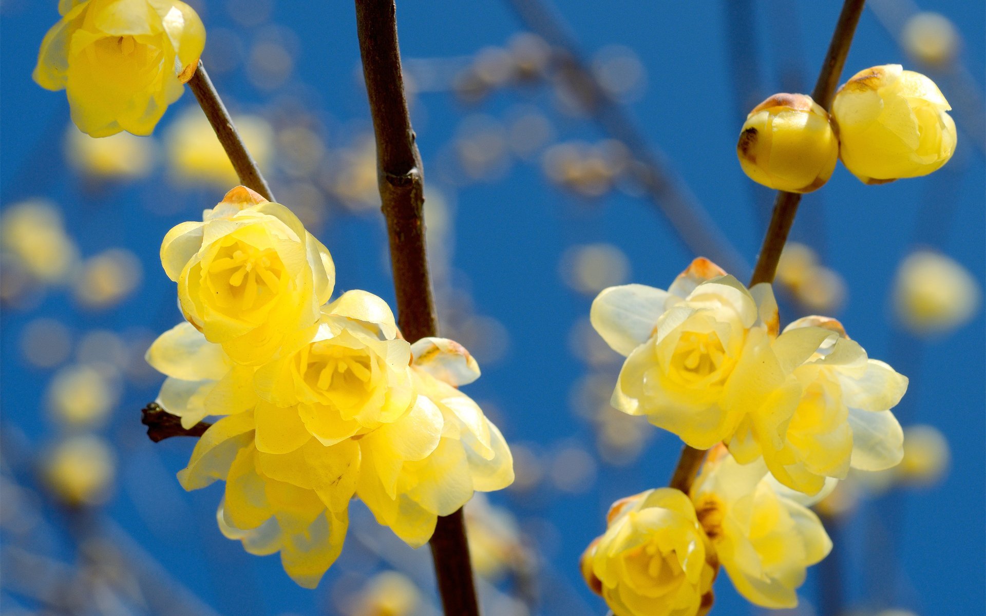 Обои апрель на рабочий стол красивые. Желтый цветок весенний апрельский. Желтые цветочки распускаются весной. Красивые весенние цветы.