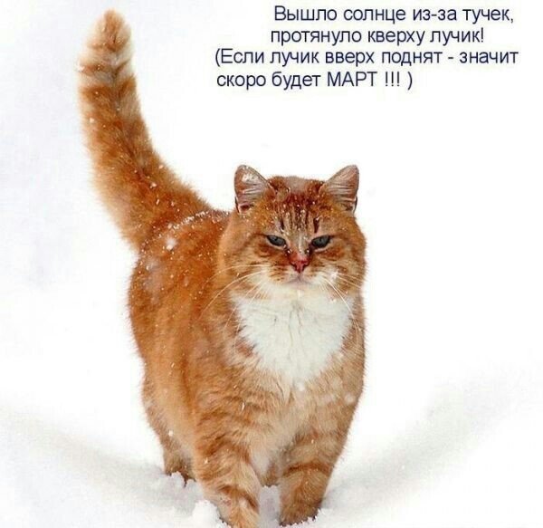 Мартовский кот прикольные