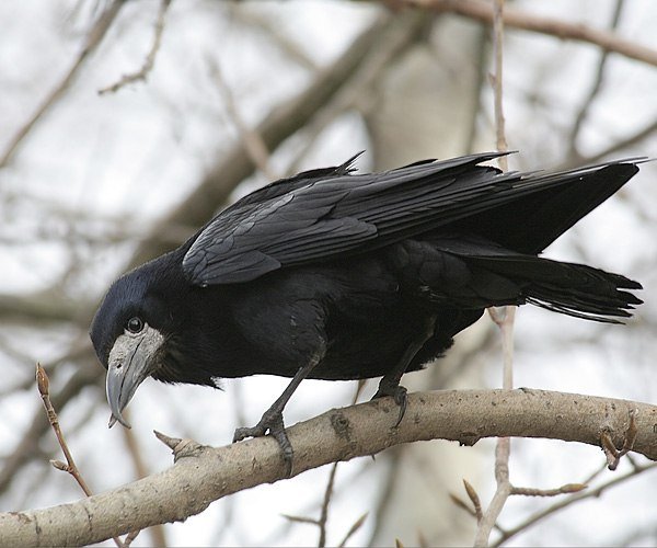 Дальневосточный Грач