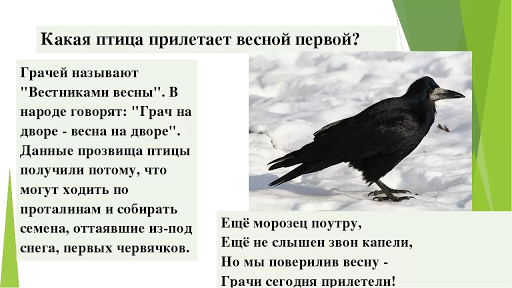 Птицы которые прилетают зимой