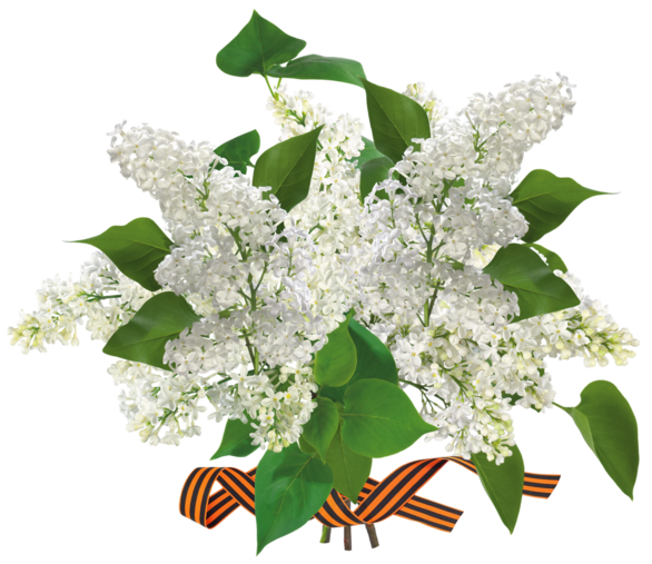 Ветка белой сирени