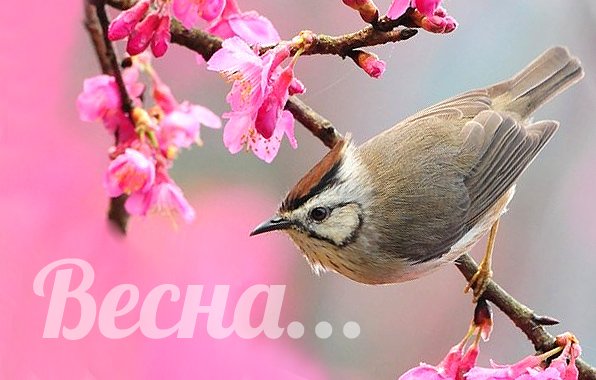 Весна с надписью Весна