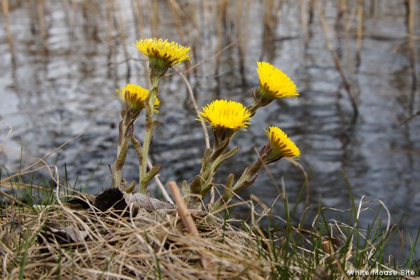 Одуванчик мать-и-мачеха. Первоцвета