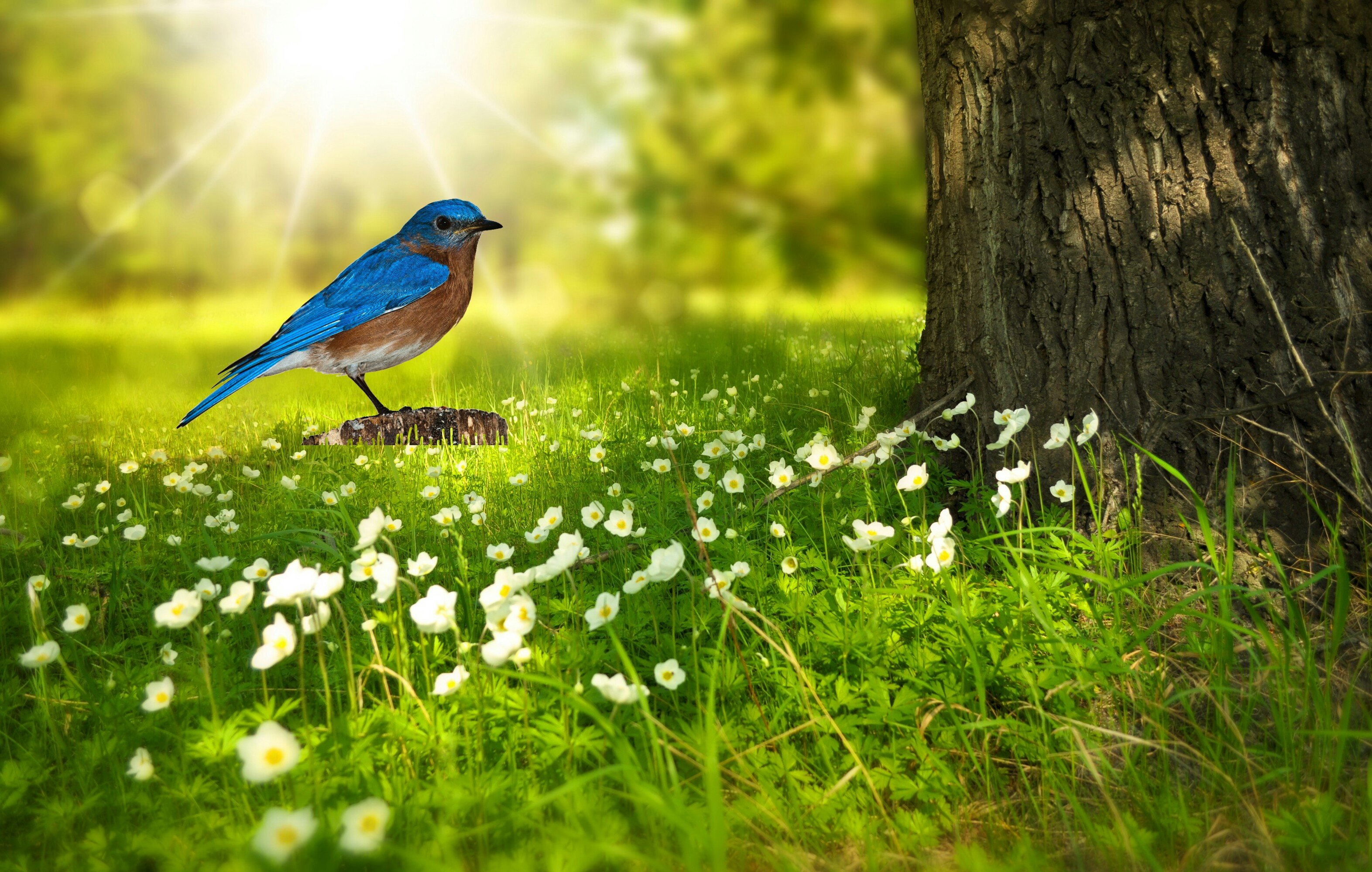 Красивая природа с птицами. Птицы летом. Красивая природа с птичками. Птицы в летнем лесу.