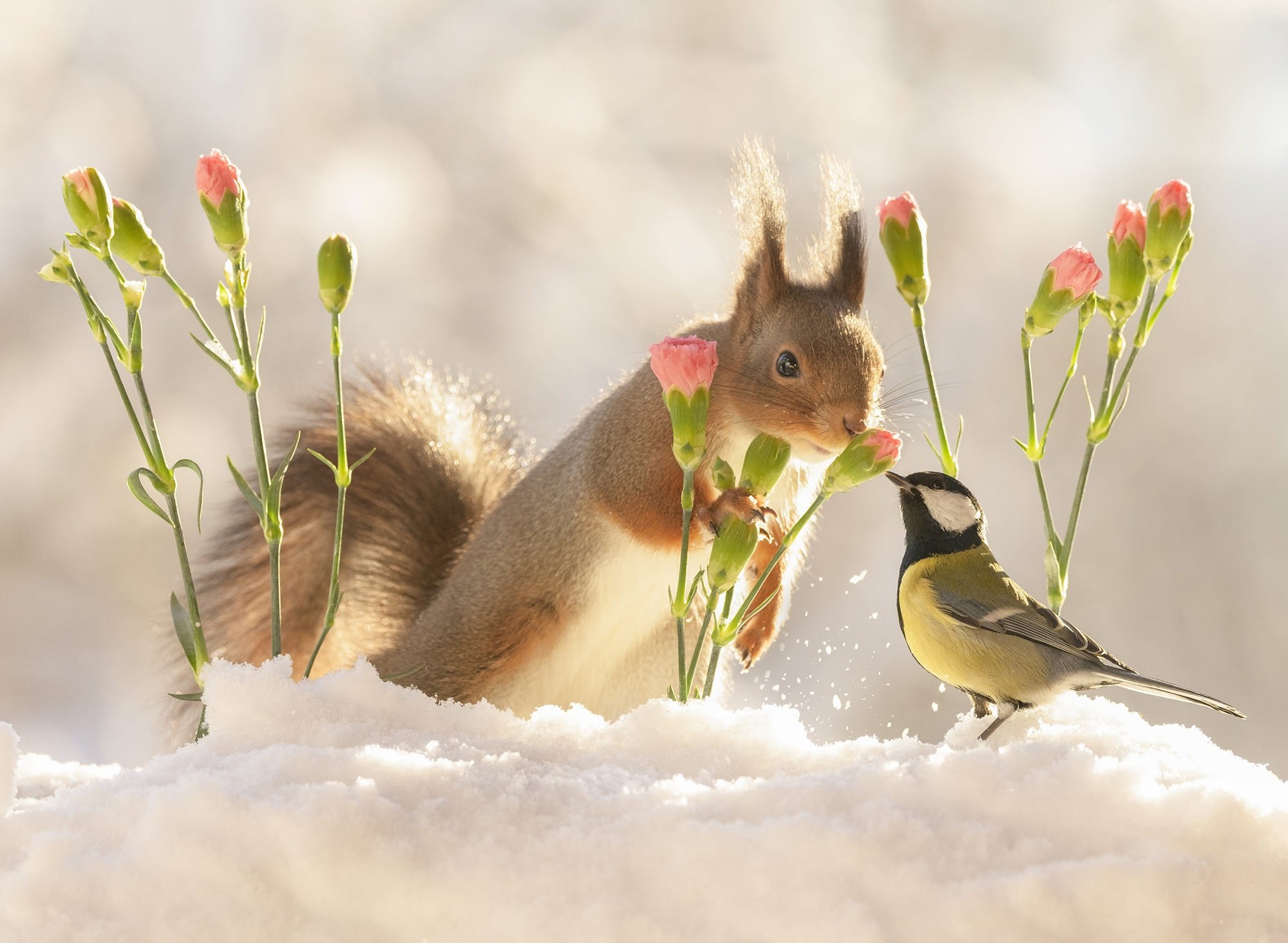 Кто изобразил весну и зиму живыми существами. Фотограф Герт Вегген белка. Животные весной. Зима животные.