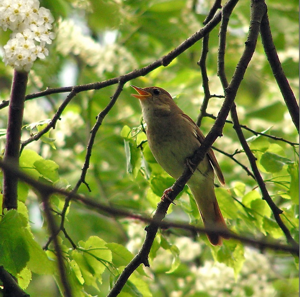 Пение птиц описание. Соловьев соловьиные трели. Птицы в саду. Птицы весной.