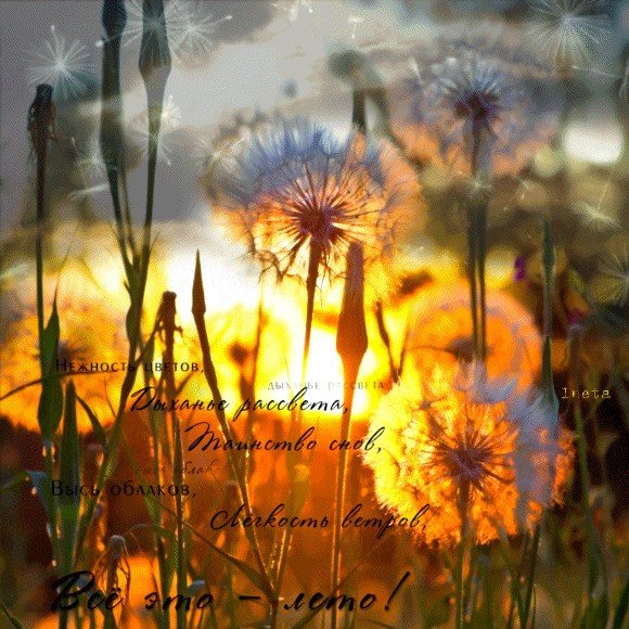 Одуванчики вечером