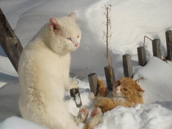 Грачи прилетели и офигели