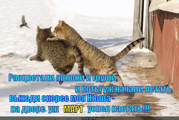 Весенние коты с надписями