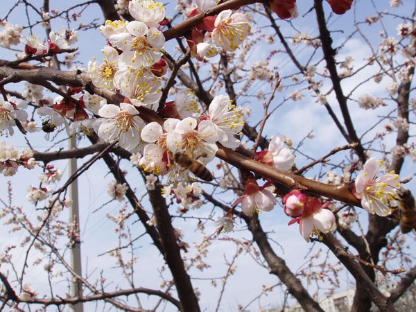 Ростов на Дону весной цветет