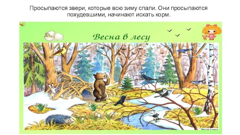 Звери весной средняя группа. Животные просыпаются весной для детей. Весенний лес для дошкольников. Дикие животные весной для детей.