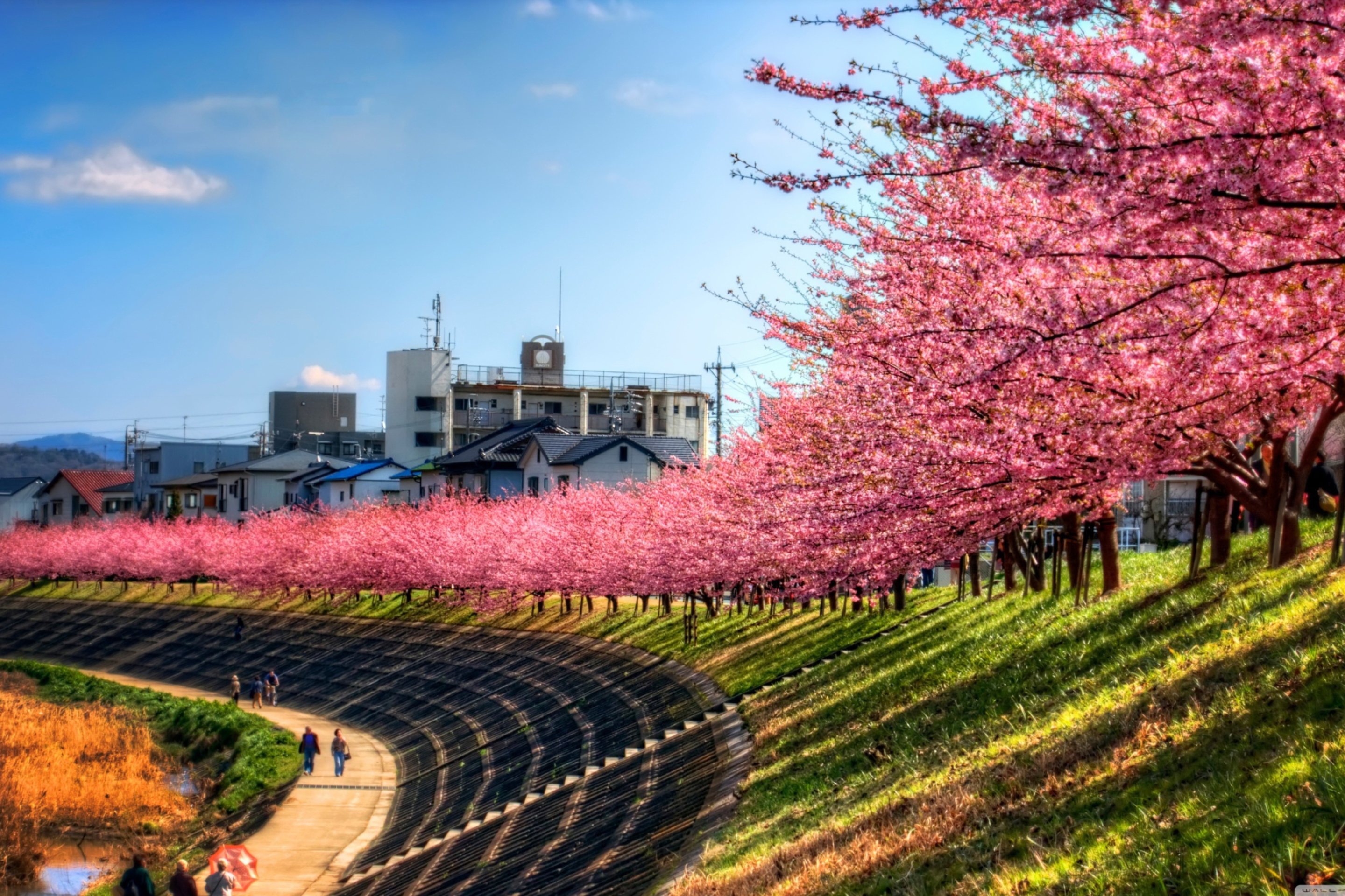 Tokyo blossom