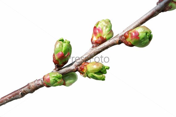 Нарисовать Весеннее дерево