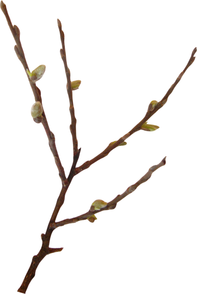 Рисование Весеннее дерево