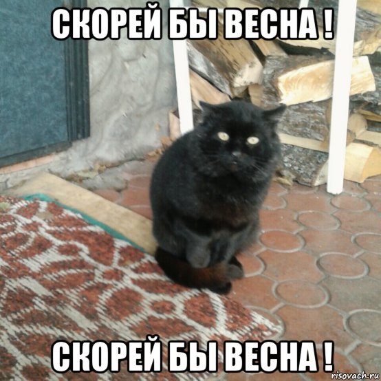 Наташа и коты мемы