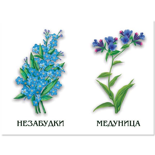 Демонстрационный материал цветы
