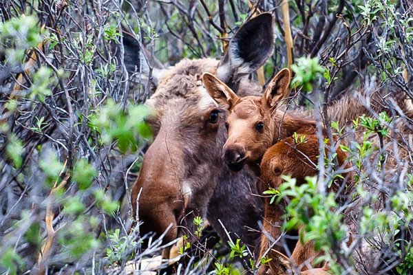 Лосиха с лосенком в лесу