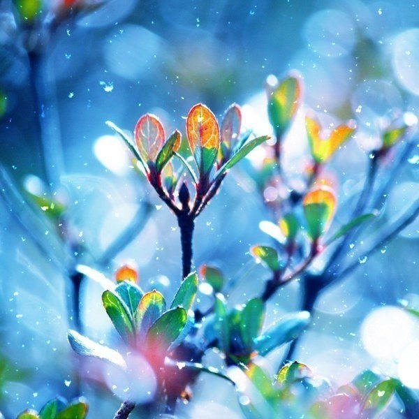 Живопись цветы и птицы