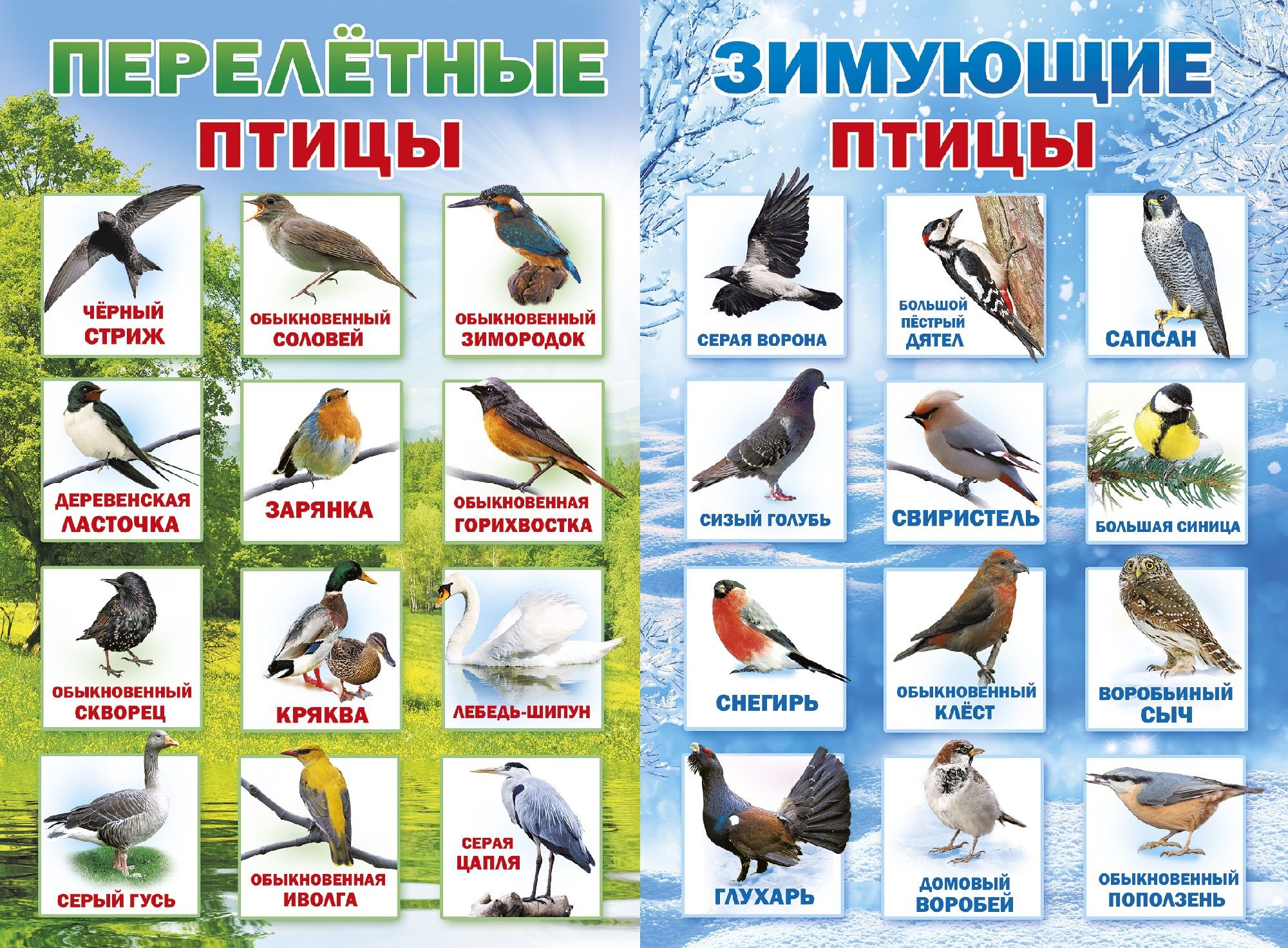 перелетные птицы картинки с названиями