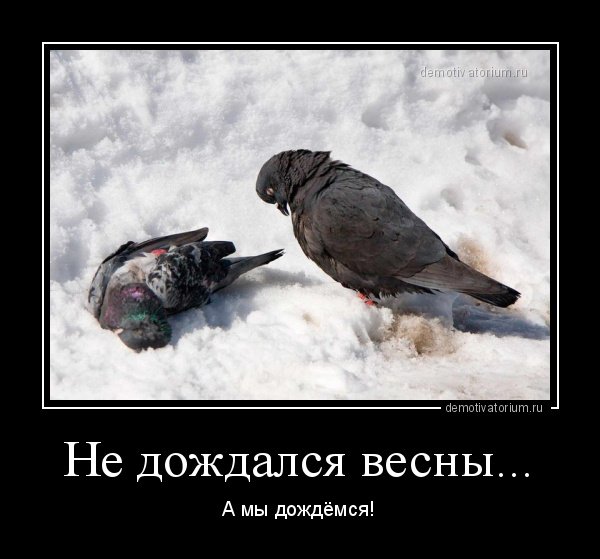Голуби на снегу