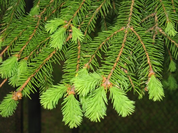 Lorberg хвойные ель