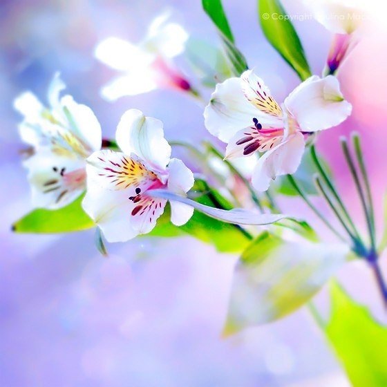 Открытки с нежными весенними цветами