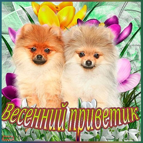 Весенний привет открытки