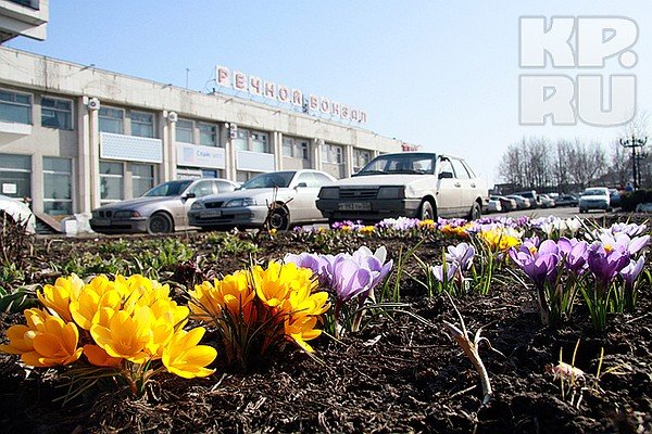 Тюльпаны Барнаул