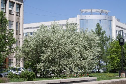 Весна утро Краснодар