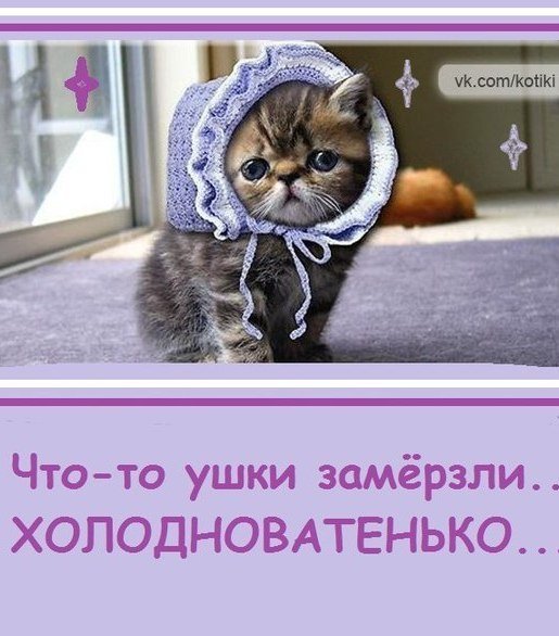 Кот в шапке зимой