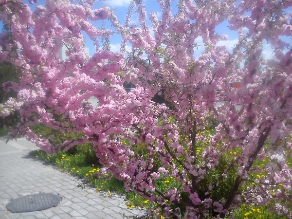 Народный бульвар аллея в тюльпанах Белгород