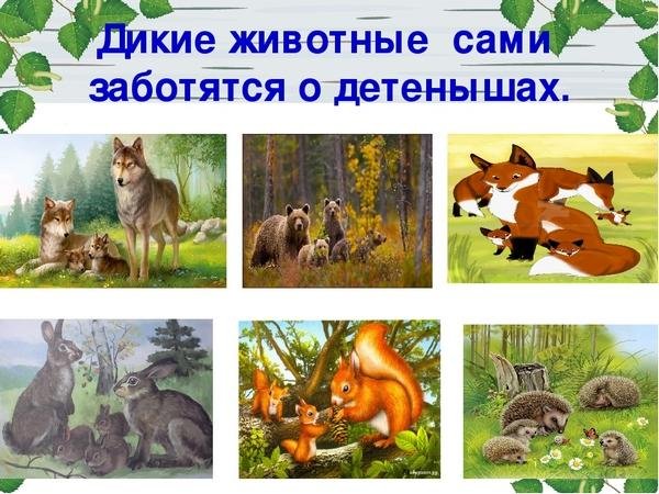 Назови детенышей диких животных