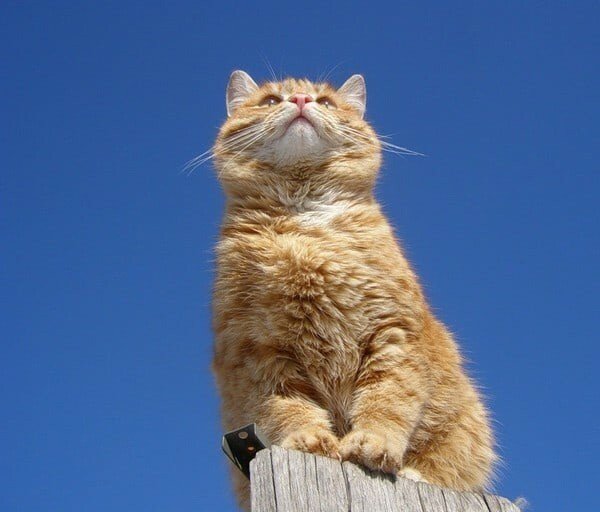 Скоро Весна коты