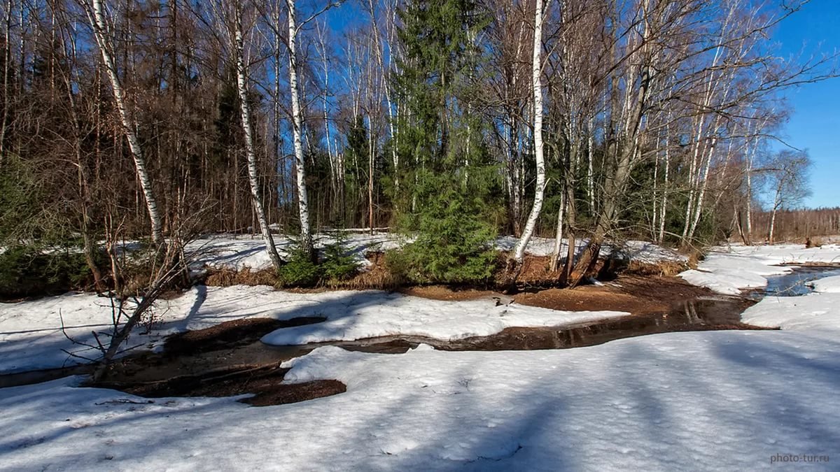 Снег сходит с пригорков веселыми ручейками. Лес весной.