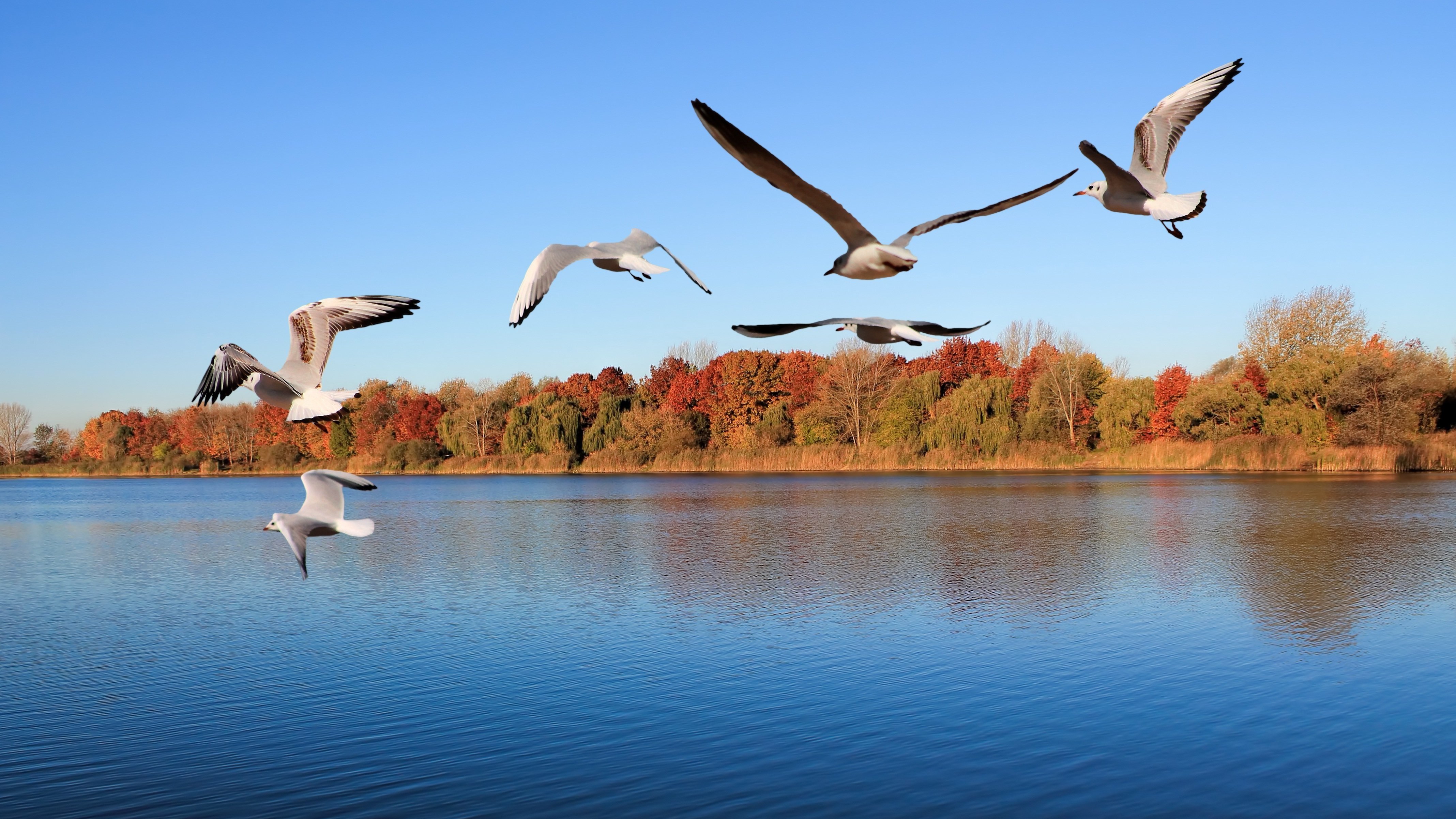 Летящие осенью журавли. Птицы над озером. Лебеди над озером. Птицы на озере. Птицы осенью.
