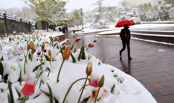 Живые весенние цветы на снегу