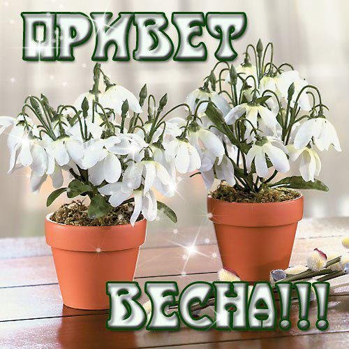 Весенний приветик