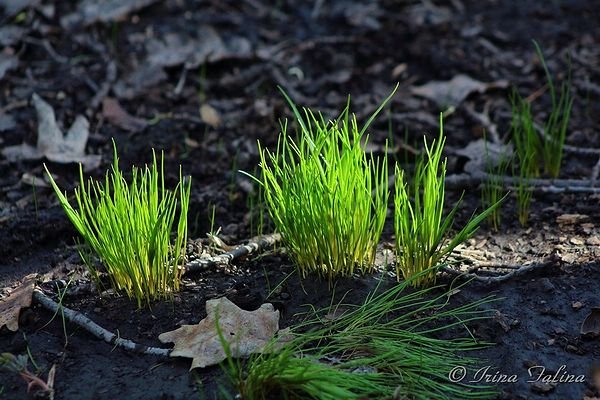 Появляется первая травка