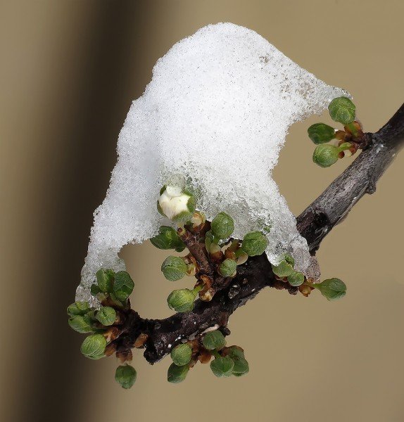 Апрельские причуды