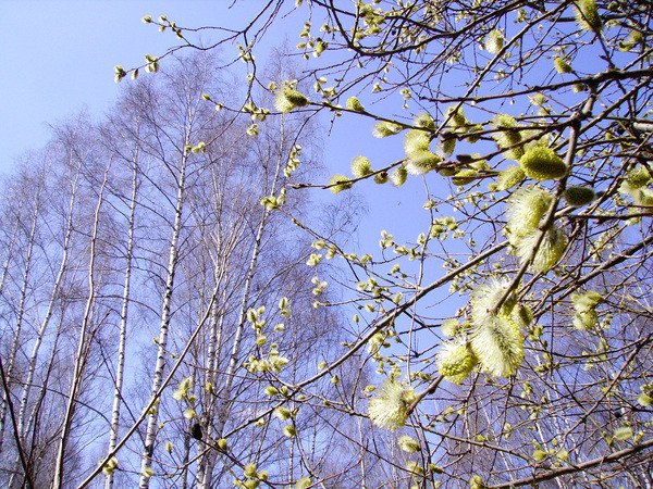 Весна животные