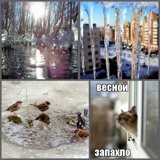 Котики на веточках вербы