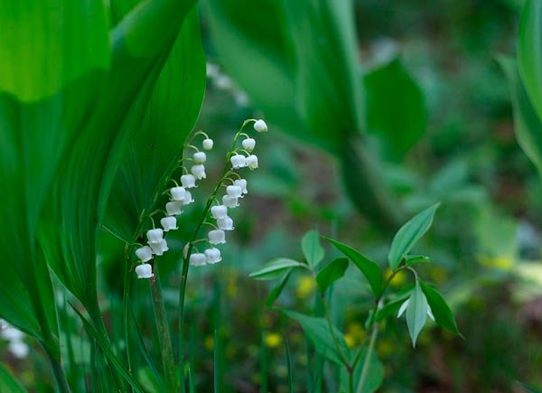 Весна перемен