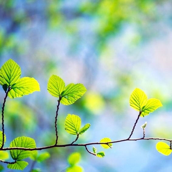 Первые зеленые листочки