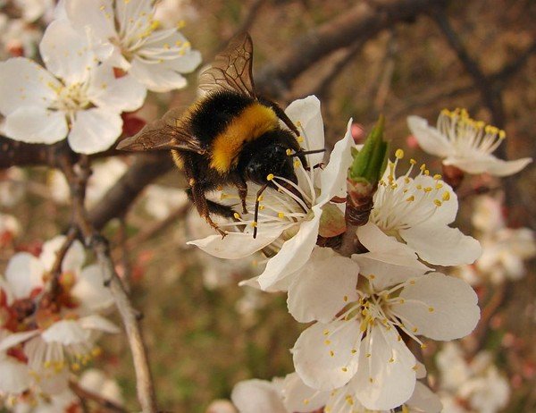 Пчелка Весна