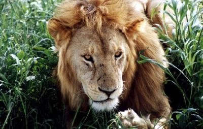 Лев Весна вертикальные