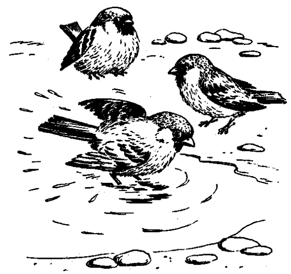 Николай Сладков ранняя птица