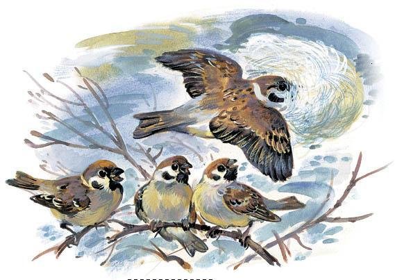 Воробьи купаются в луже