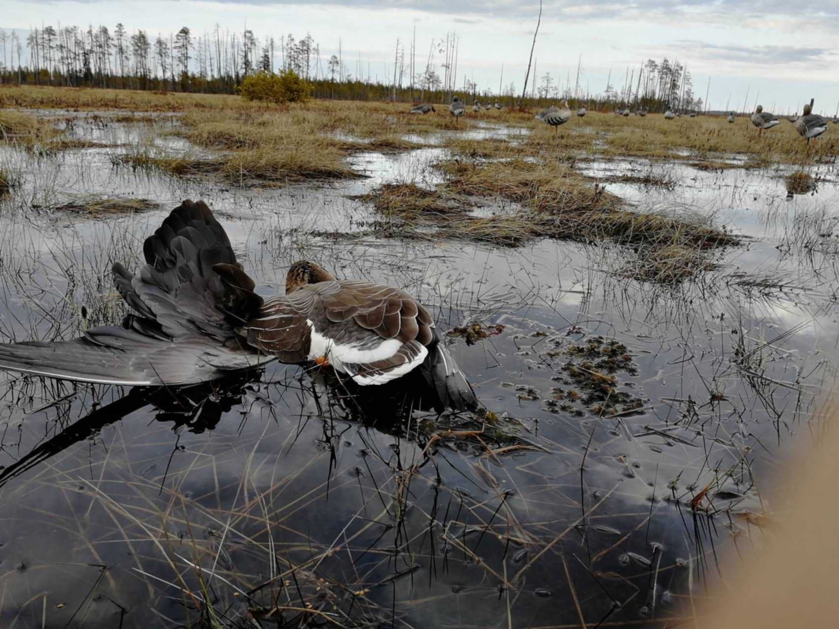 Охота на гуся весной 2024 видео. Охота на гуся на болоте в Архангельской области. Охота на гуся на болотах 2022 год. Охота на гуся весной на болоте в Архангельской области. Организую охоту на гуся на болотах Архангельской области.