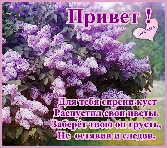 Спасибо за сирень
